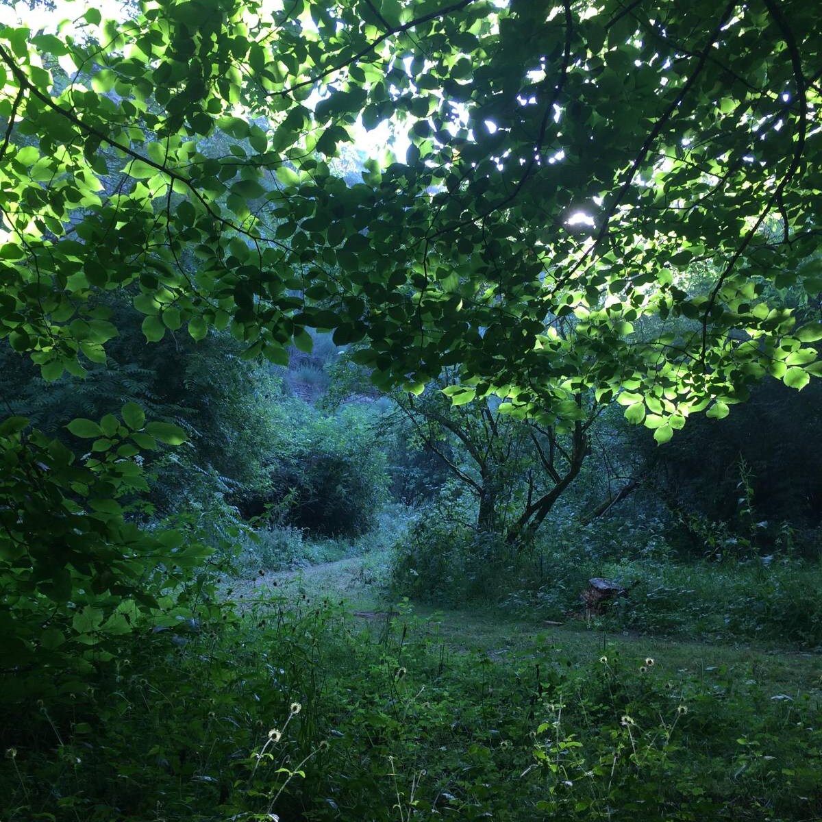 What is Wild&nbsp;Writing?